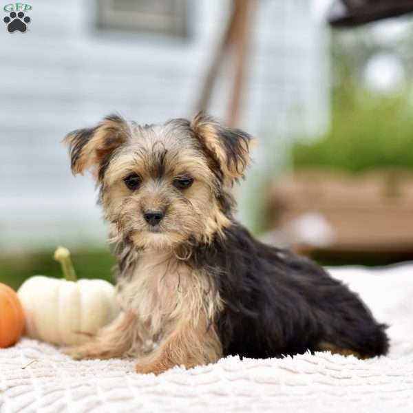 Annie, Morkie / Yorktese Puppy