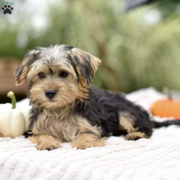 Aaron, Morkie / Yorktese Puppy