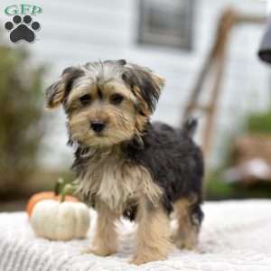 Aaron, Morkie / Yorktese Puppy