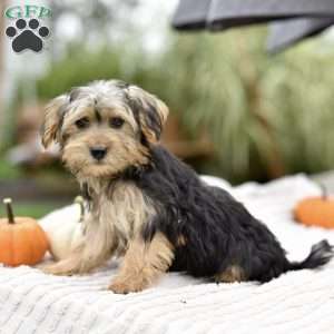 Aaron, Morkie / Yorktese Puppy