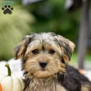 Aaron, Morkie / Yorktese Puppy