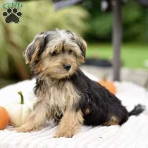 Aaron, Morkie / Yorktese Puppy