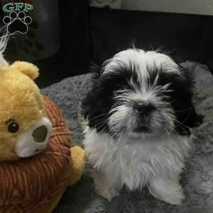 Daisy, Shih Tzu Puppy