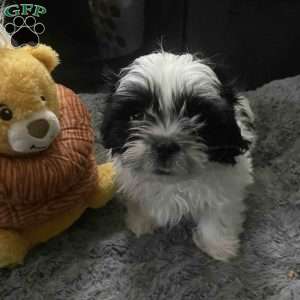 Daisy, Shih Tzu Puppy