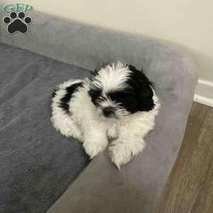 Daisy, Shih Tzu Puppy