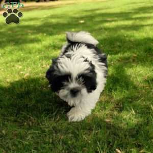 Daisy, Shih Tzu Puppy