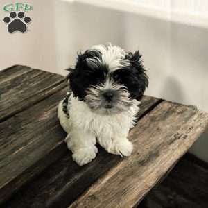 Lily, Shih Tzu Puppy