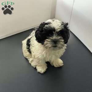 Lily, Shih Tzu Puppy