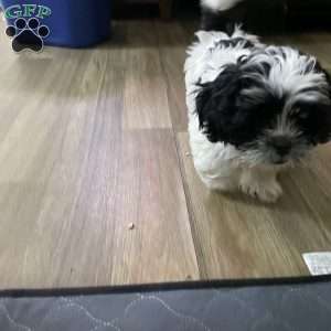 Lily, Shih Tzu Puppy