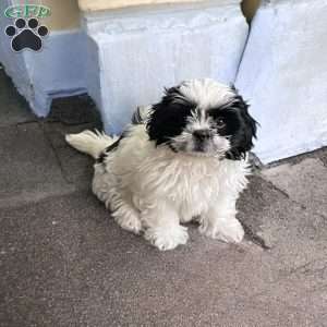 Daisy, Shih Tzu Puppy