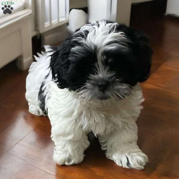 Lily, Shih Tzu Puppy