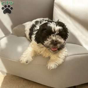 Lou, Shih Tzu Puppy