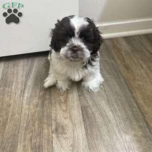 Lou, Shih Tzu Puppy