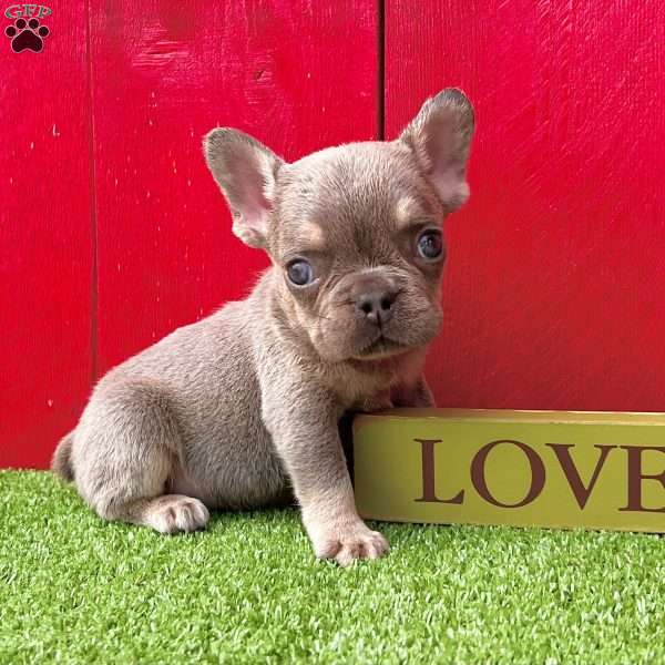 Duke, French Bulldog Puppy