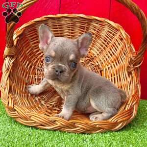 Duke, French Bulldog Puppy