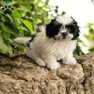 Daisy, Shih Tzu Puppy