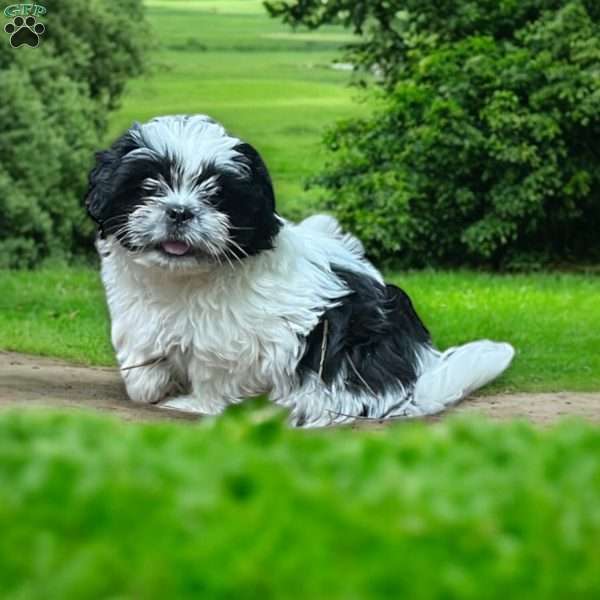 Daisy, Shih Tzu Puppy