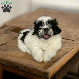 Lily, Shih Tzu Puppy