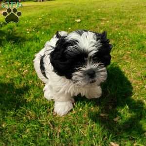 Lily, Shih Tzu Puppy