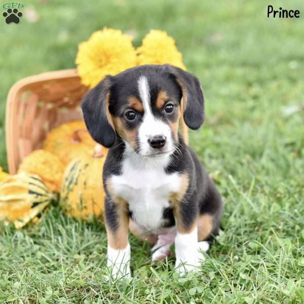 Prince, Beagle Mix Puppy