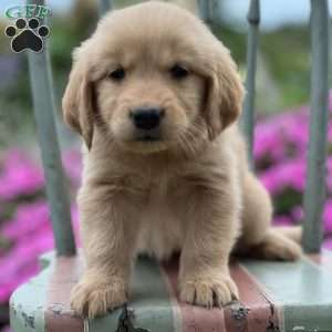 Trxie, Golden Retriever Puppy