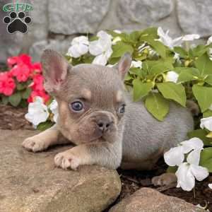 Duke, French Bulldog Puppy