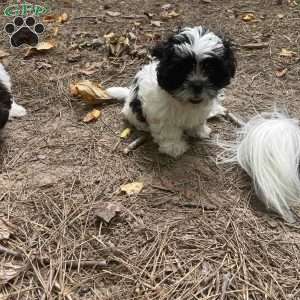 Lily, Shih Tzu Puppy