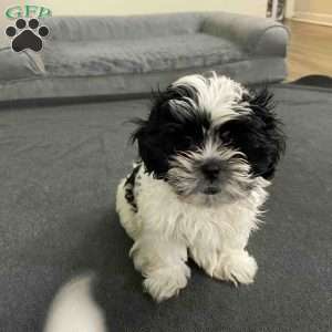 Lily, Shih Tzu Puppy