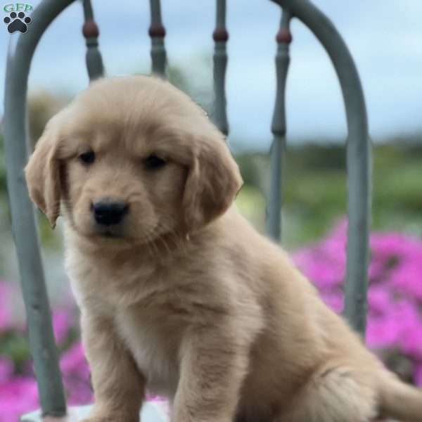 Trxie, Golden Retriever Puppy