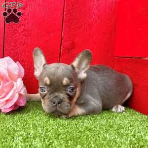 Paula, French Bulldog Puppy