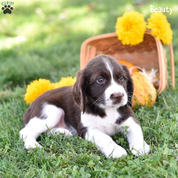 Beauty, English Springer Spaniel Puppy