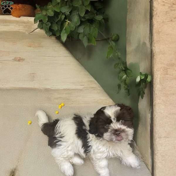 Lou, Shih Tzu Puppy