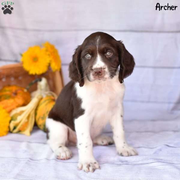 Archer, English Springer Spaniel Puppy