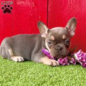 Paula, French Bulldog Puppy