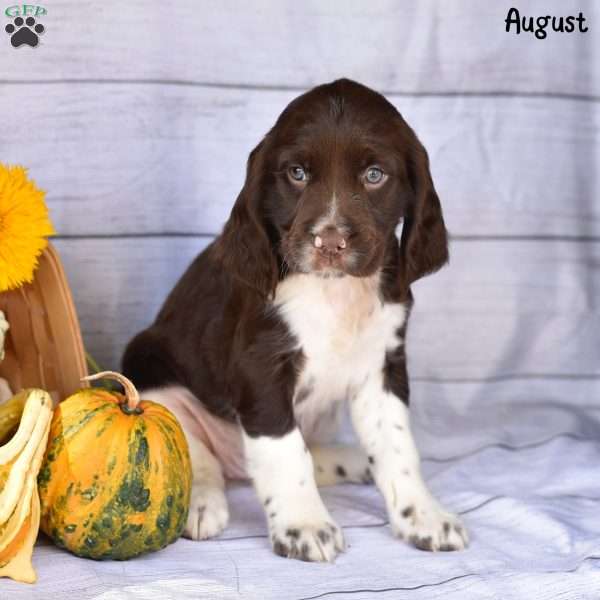 August, English Springer Spaniel Puppy