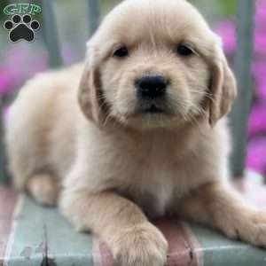 Tucker, Golden Retriever Puppy