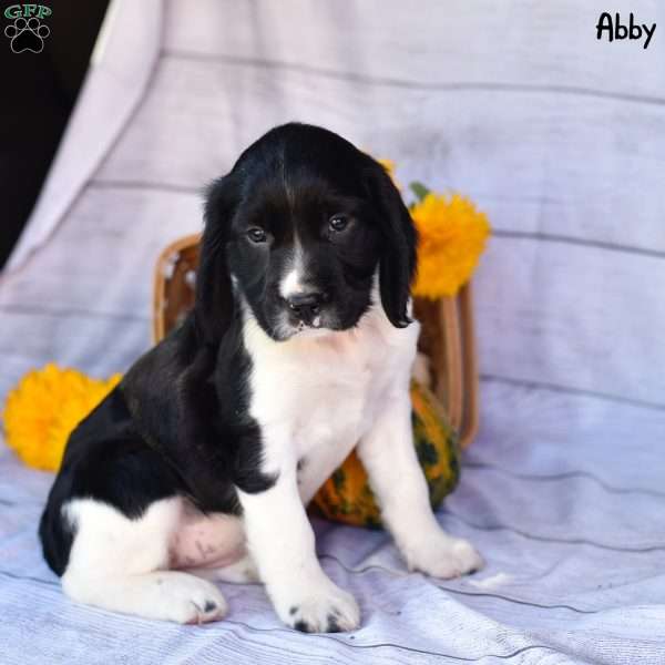 Abby, English Springer Spaniel Puppy