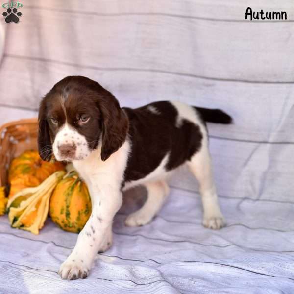 Autumn, English Springer Spaniel Puppy