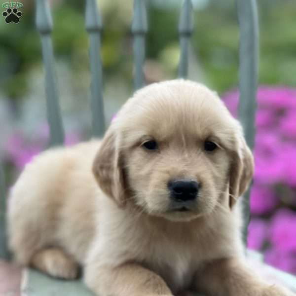 Tucker, Golden Retriever Puppy