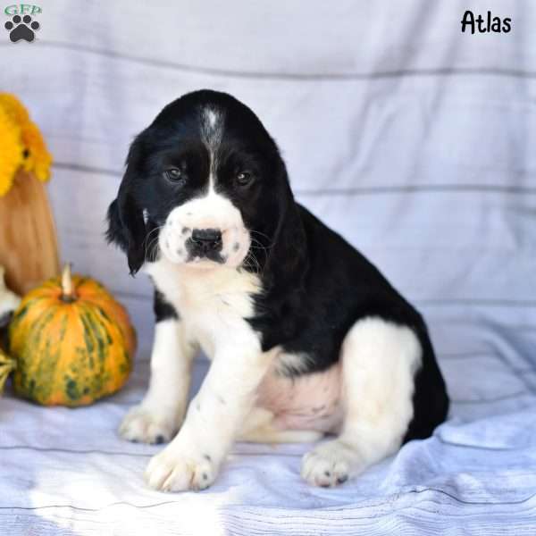 Atlas, English Springer Spaniel Puppy