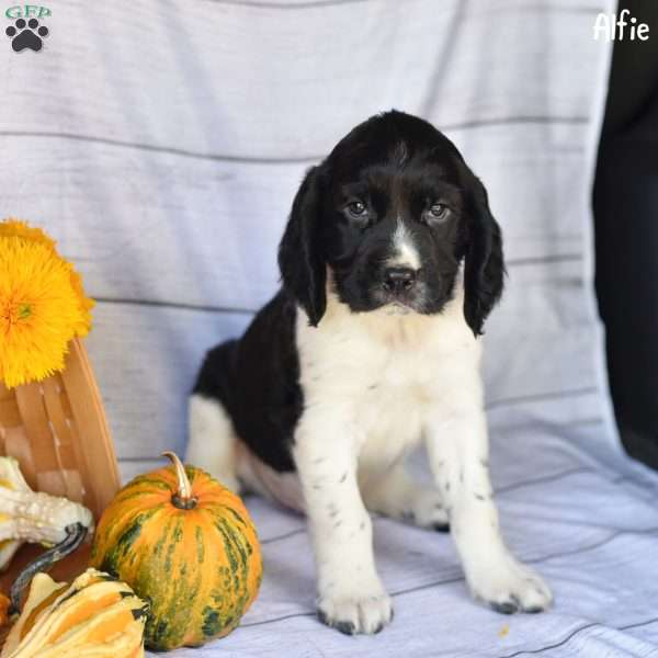 Alfie, English Springer Spaniel Puppy