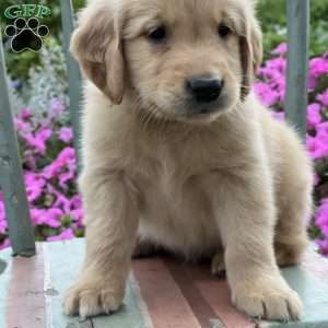 Toby, Golden Retriever Puppy