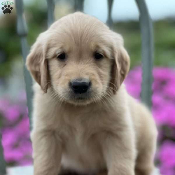 Toby, Golden Retriever Puppy