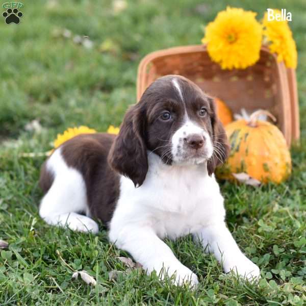 Bella, English Springer Spaniel Puppy