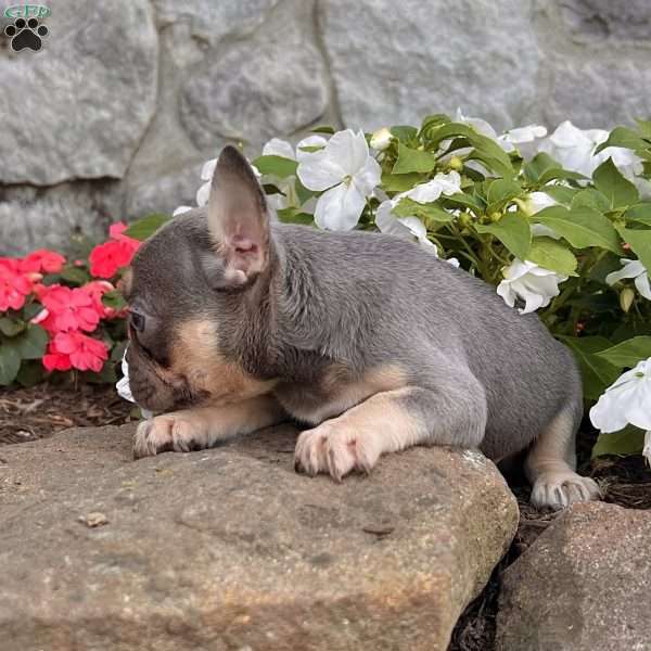 Paula, French Bulldog Puppy