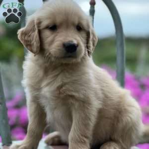 Toni, Golden Retriever Puppy