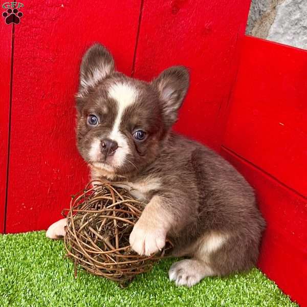 Preston, French Bulldog Puppy