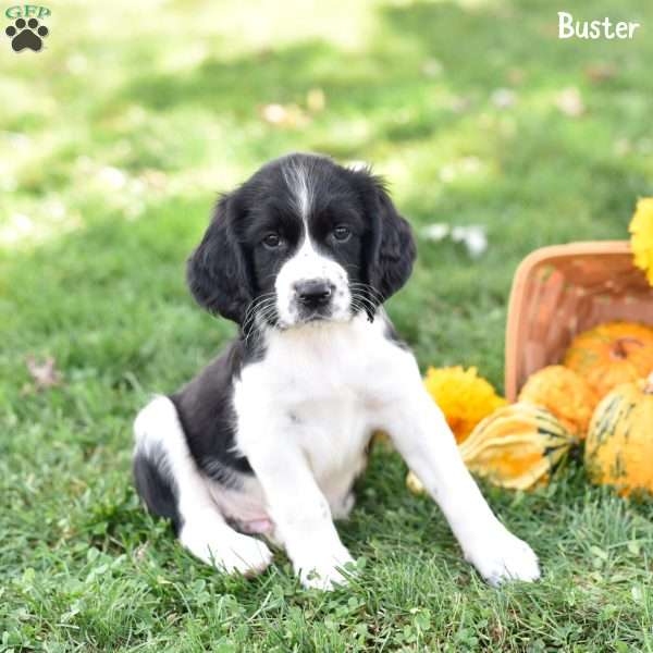 Buster, English Springer Spaniel Puppy