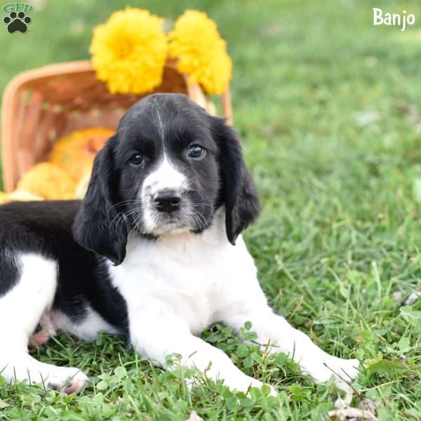 Banjo, English Springer Spaniel Puppy