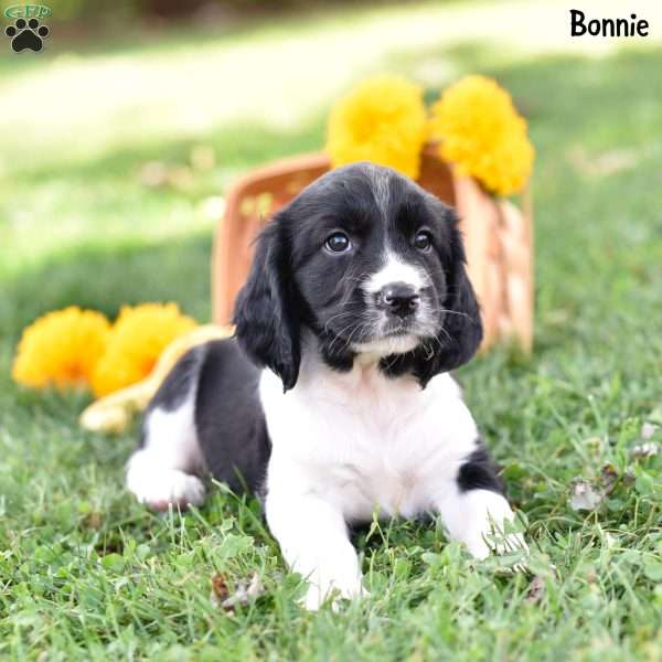 Bonnie, English Springer Spaniel Puppy